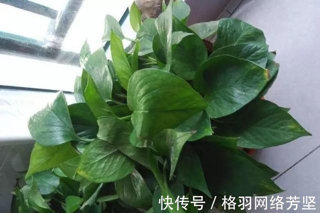 黄叶|绿萝又黄叶了, 这样一处理, 又是绿油油的一盆!