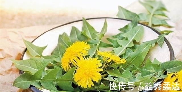 蒲公英|蒲公英效果好，每天一杯“驱散”癌细胞，什么时候采摘最好？