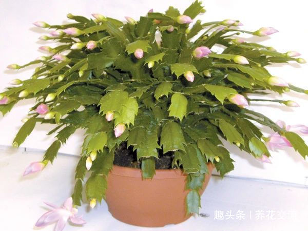 室内蟹爪兰四季养护操作,繁殖和促花技巧教给你,看你能学多少