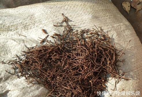 吊兰|花盆里的土壤“裂开”了,“1把它”撒下去,3天变疏松,根系健壮