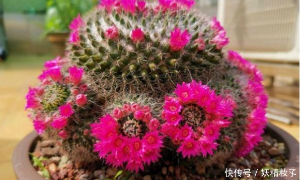 玉翁玉翁|他养了1盆“仙人球”,开花100朵,漂亮极了,大家都说头回见