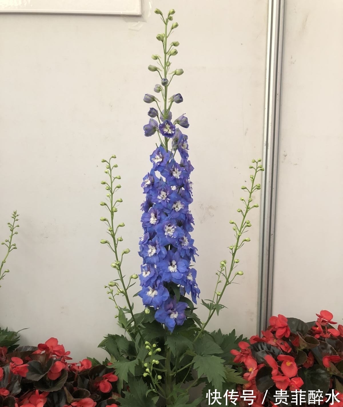 养护飞燕草,掌握4个要点,开花才能更加迷人!