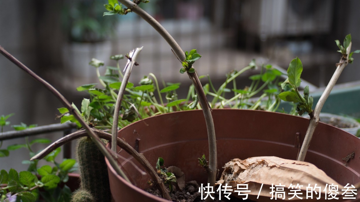 这九种花，随便扔土里，就能长成一片，开花不断