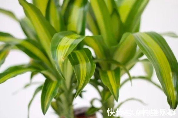 “3种树”养客厅，芳香浓郁还杀菌，连“清新剂”都不用买了！