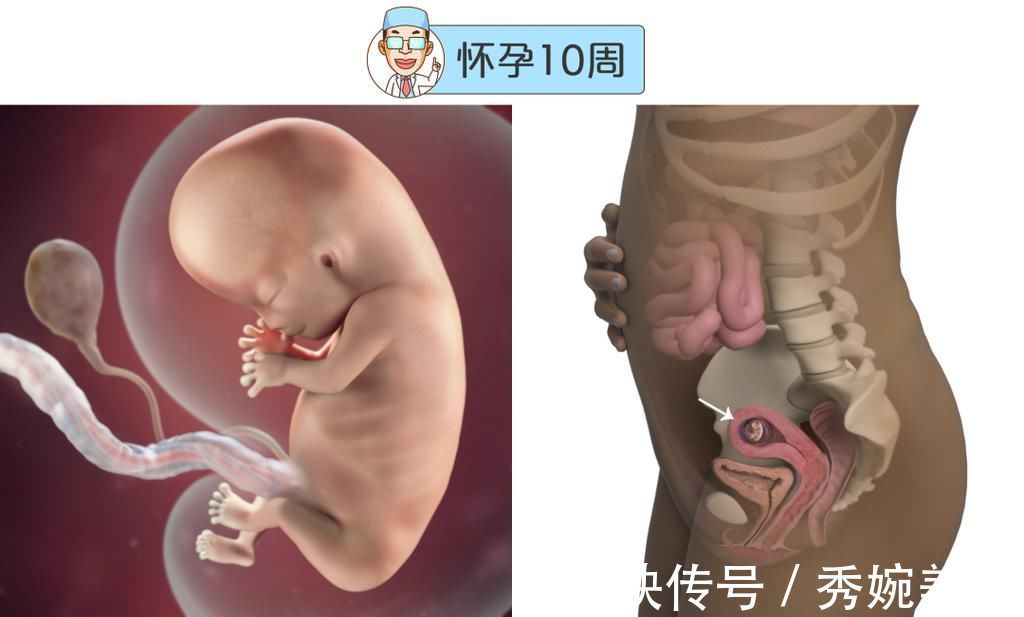 怀孕|最全的怀孕周期图鉴,感受从受精卵到婴儿的神奇变化!