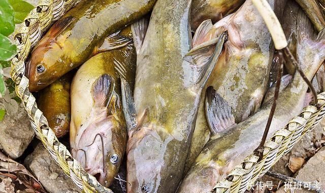 它常被误认成鲶鱼,一斤180元比刀鱼鲜美,如今被当补品快吃绝了