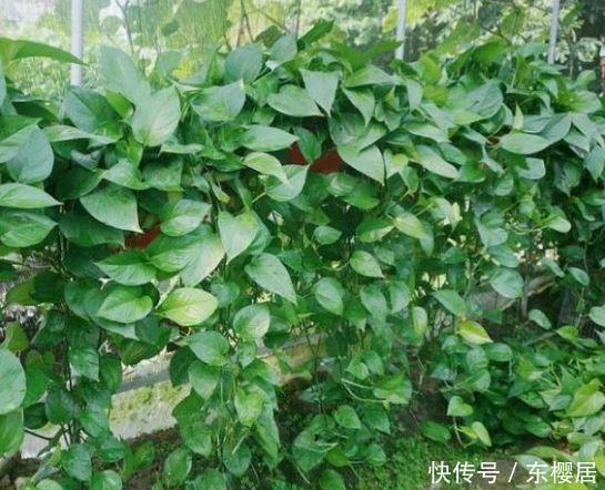 吸毒草|人养花,花也养人,4种花净化空气,杀菌去异味,家家必备!