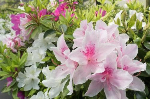  盆景|把杜鹃花养成盆景，你需要一些小技巧