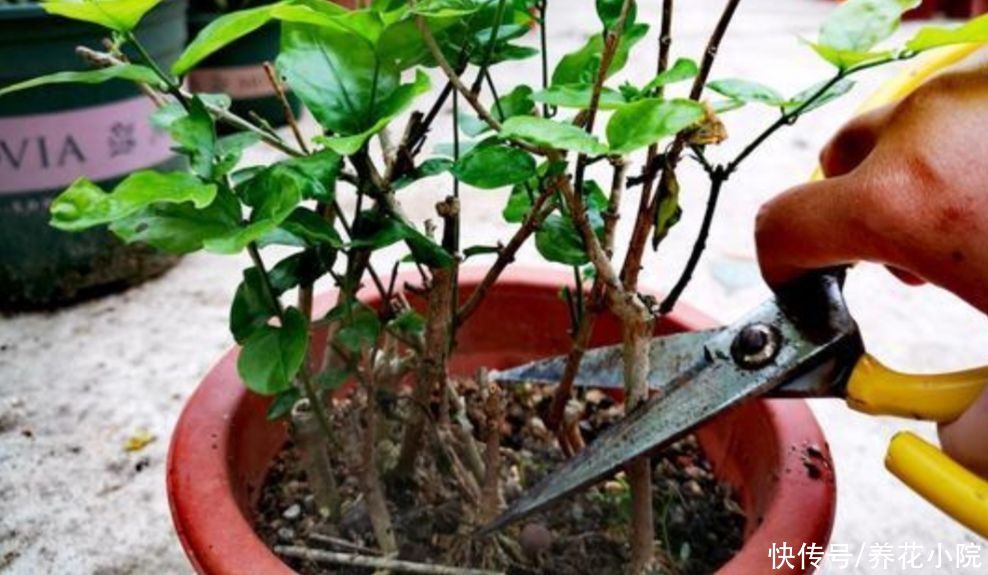 光照|夏天养2种花,花后要及时修剪,剪得越勤开花越多