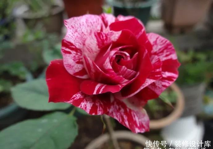 月季花苞小,开花少改善这“3点”,开花翻倍,花瓣又大又艳