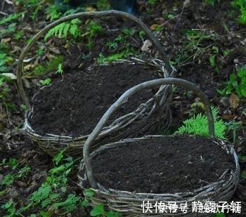 香蕉皮|养花旧土不要扔,掺上“三废料”,肥力“赛过”营养土!