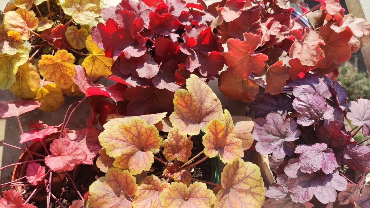 叶子花颜值也很高,叶子花纹像油画,耐阴好养