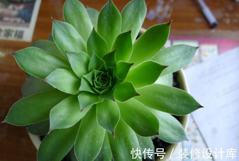这5款多肉特适合新人盆栽,耐折腾,颜值高
