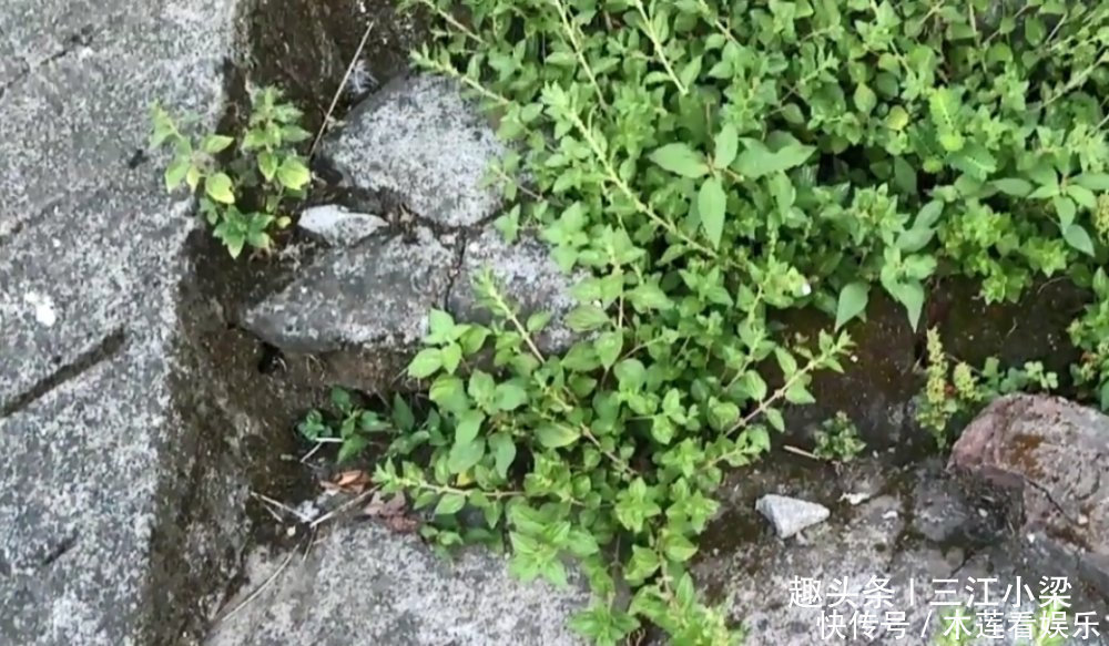 雾里葛|只长在墙角边的“牙痛药”，不懂的人当成野草，识货人才会采回家