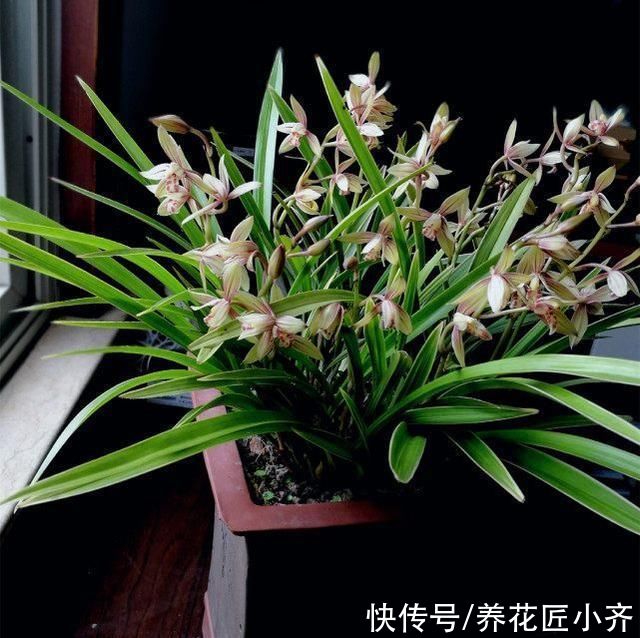 兰苗|盛夏养兰花，做好“三要、三不要”，兰苗叶片油绿，植株硬挺