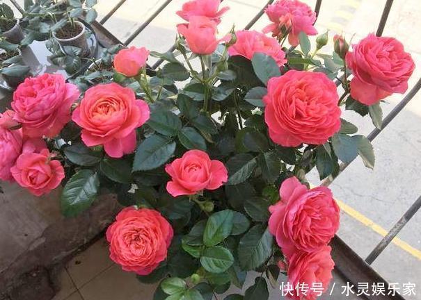 花蕾|养月季和蔷薇如何培养高颜值注意3个问题,个个满树繁花