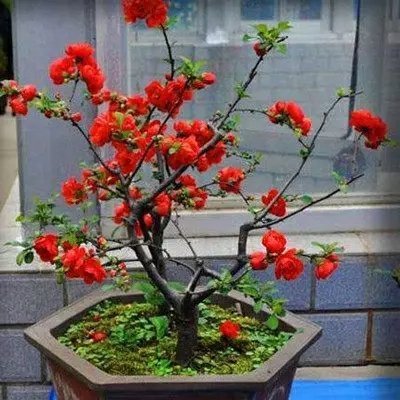 菊花|5种“吉祥花”，古代人也喜欢养，寓意好又富贵，日子越过越舒心