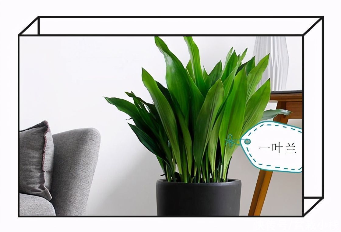 建议爱花人：客厅养花，9大绿植不要落下