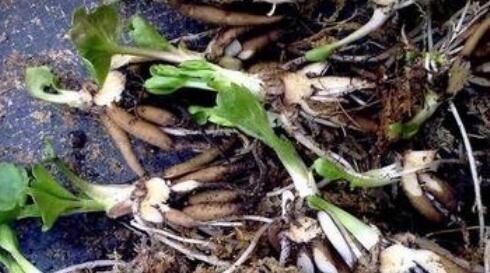 阳台|阳台养一盆这个花,叶子像芹菜,开花像玫瑰,种一次,年年开花