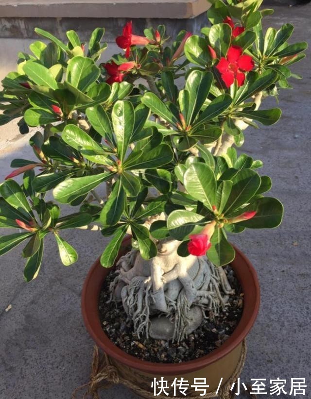 环境中|适合懒人养的花,放在那,就长得很好!