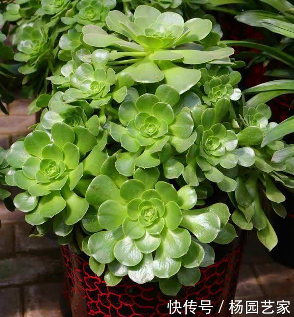 莲花掌属的多肉,好看又好养,入股不亏