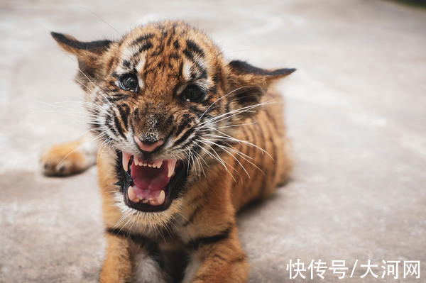 洛阳|洛阳王城公园今年新添三只虎宝宝，“写真”来了