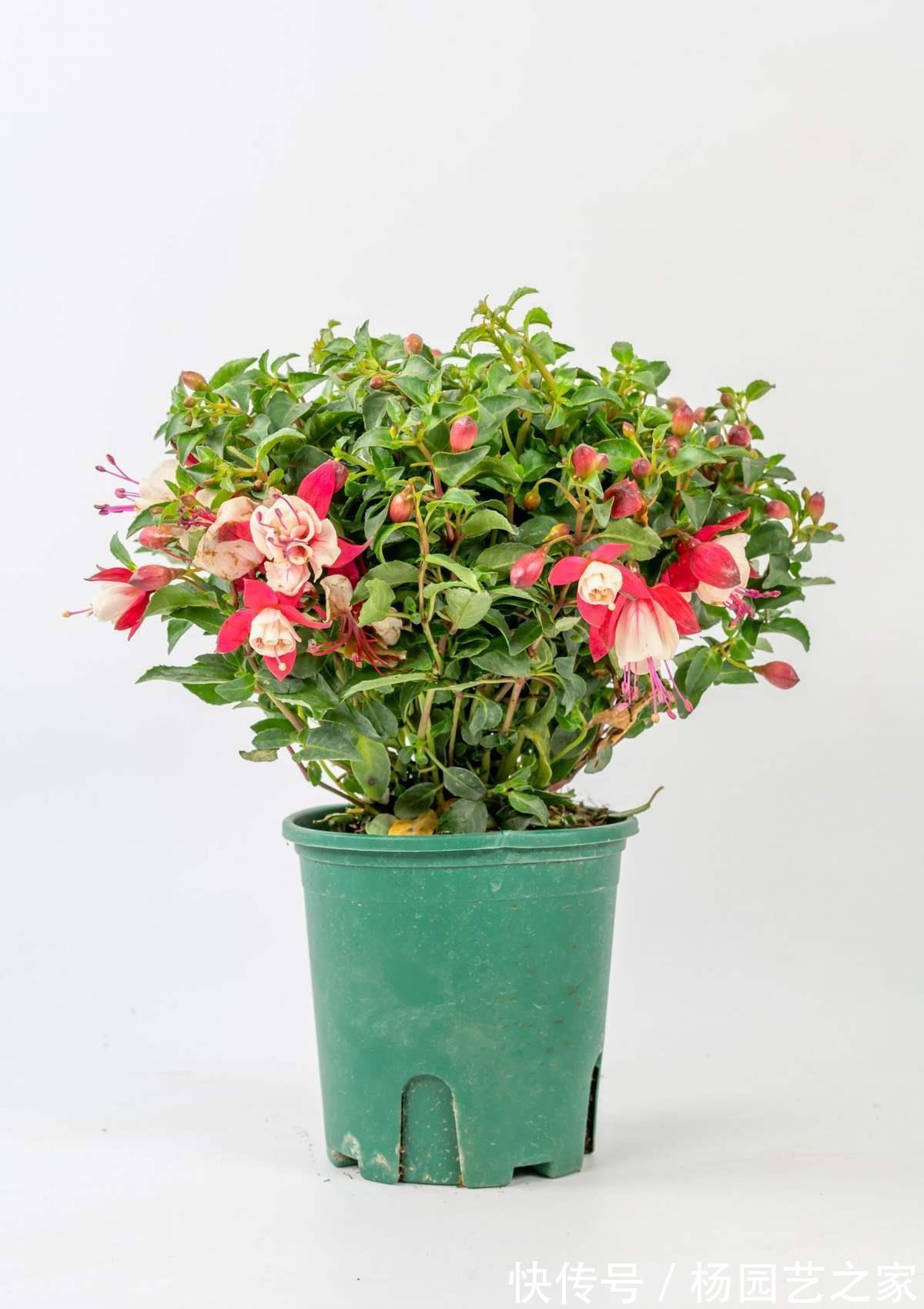 倒挂金钟|倒挂金钟夏天养不活?是你方法不对,注意温度,安稳度夏