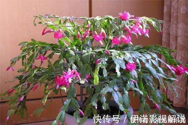 养花|蟹爪兰“开完花”,用2粒药片喂1次,花苞能再冒出100个,漂亮!