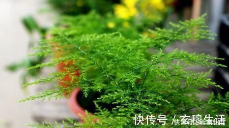 养花“万能肥”，路边捡几块，分分钟让文竹、吊兰“爆盆”