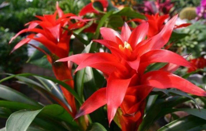 植株|4种寓意好的花,喜庆吉祥好运来,雍容华贵,养护简单!