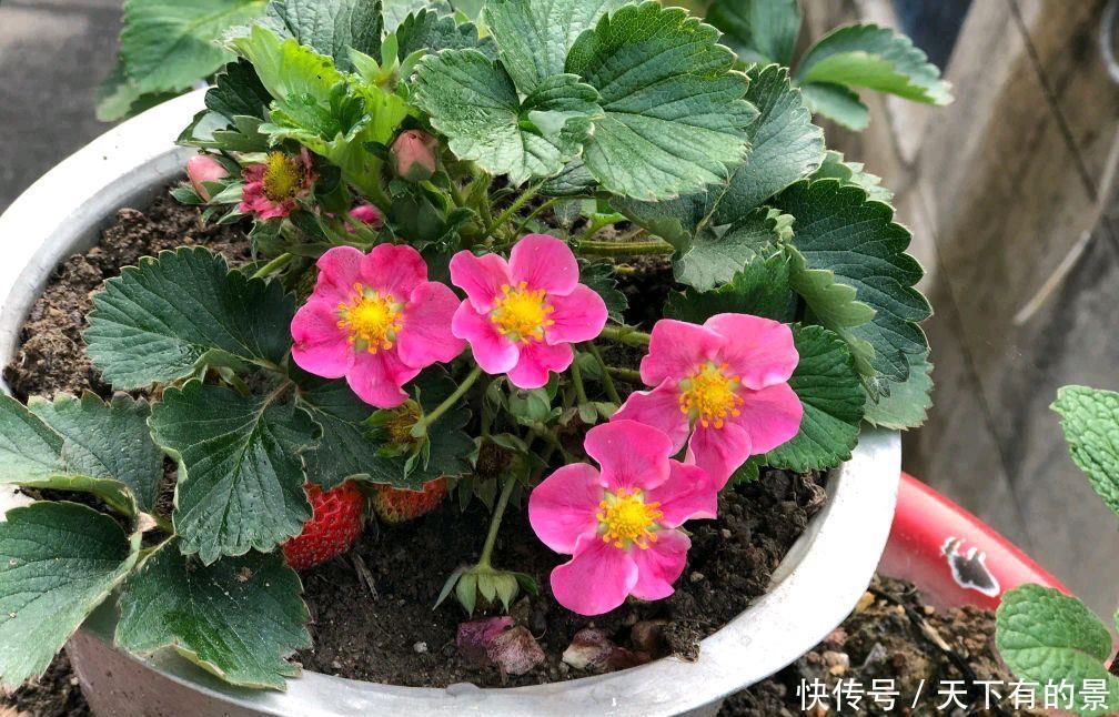 草莓|阳台如何种草莓,记住3点就好了,果多又甜,能结好几茬