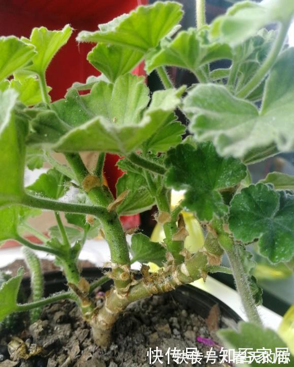 休眠期|夏天养花,4种植物容易“浇死”,进入休眠期,浇水能少则少