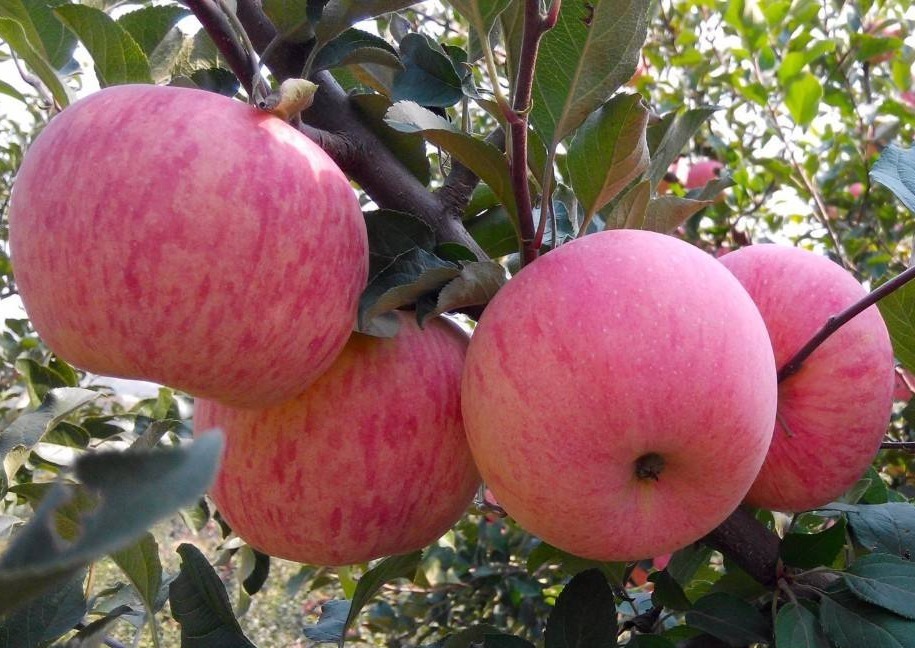 苹果很多人都爱吃,吃之前煮一煮,2个好处悄悄找上你