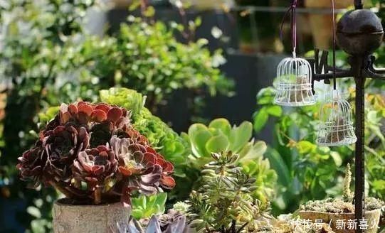 多肉植物|夏天养多肉植物,这“4点”要牢记,安全度夏,轻松养“爆盆”