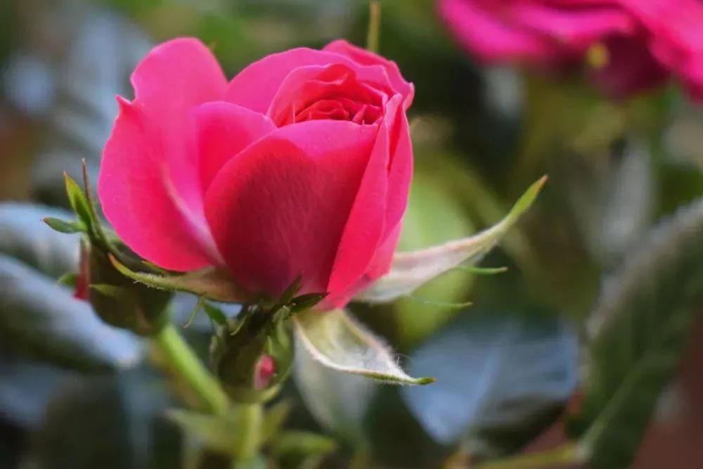 如何制作干花并且保持干花的颜色？