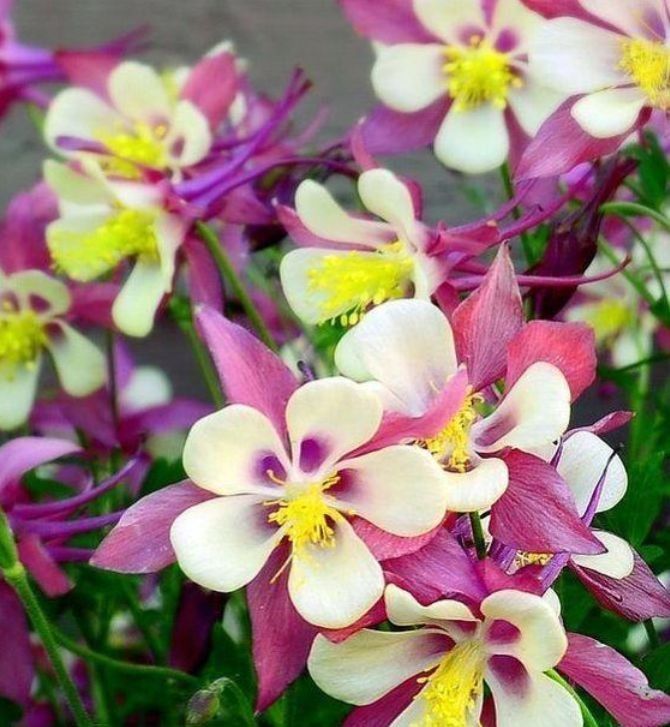 开花期|养花就养个花期长的,花大色艳,越晒开花越多