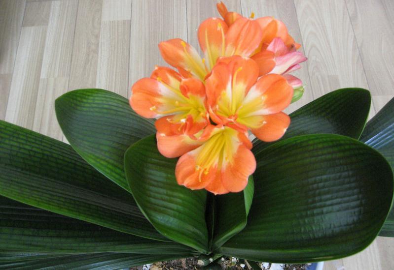 君子兰冬季怎么判断浇水时间,老花农教你一个方法,方便实用