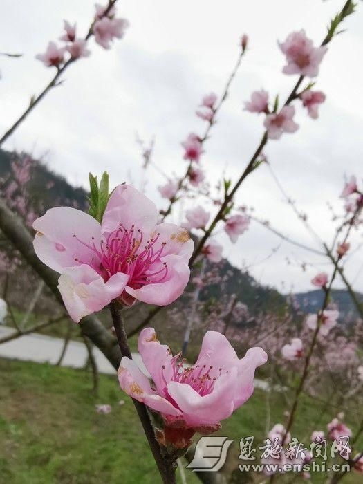 恩施麂子渡：千亩桃园 画里乡村