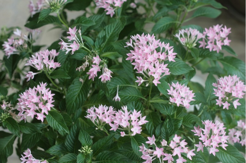 家里没有三种花很吃亏,花期非常长,养好了一年到头可以天天赏花