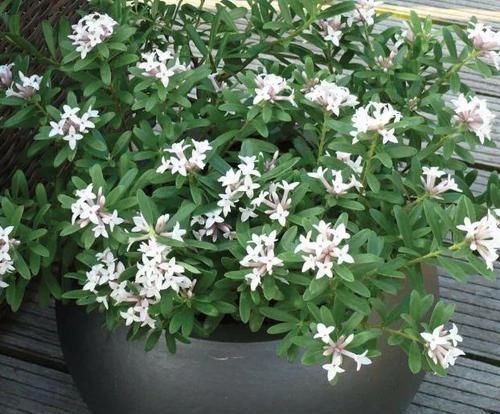 盆栽金边瑞香，怎么催花？如何把控好管理细节？答案就在这！