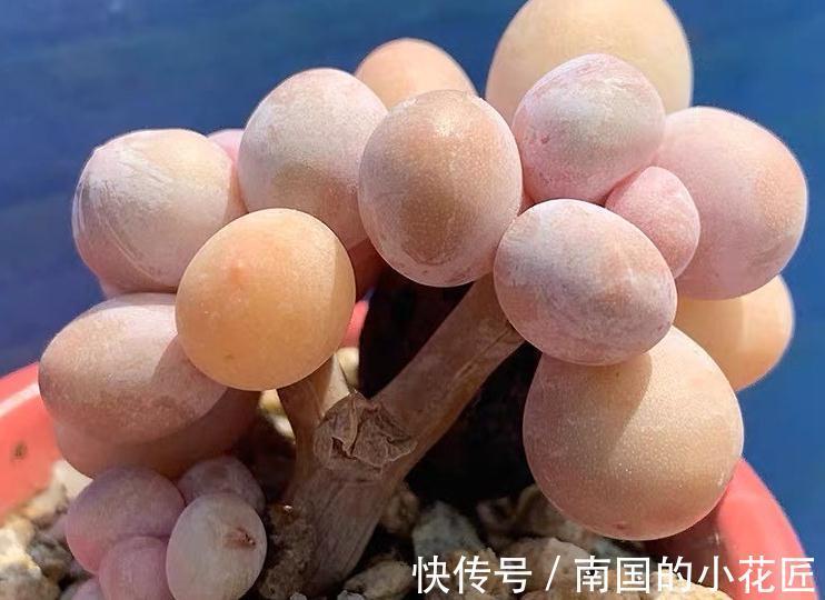 肉嘟嘟的多肉让人爱不释手，缺点就是价格小贵，多肉打假数据最高