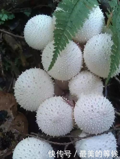 奇花、奇花、奇花、罕见奇花,赶快打开欣赏吧