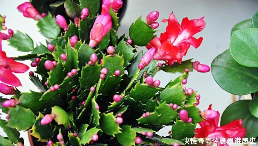 蟹爪兰总是不开花，教你小窍门，叶子肥厚，花开不断爆盆