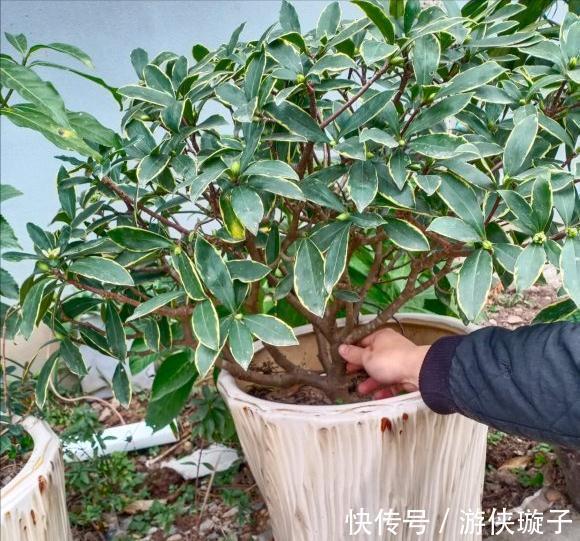 长寿花|5种“富贵花”，谨记“穷养它”，大盆换小盆，才能开满富贵花