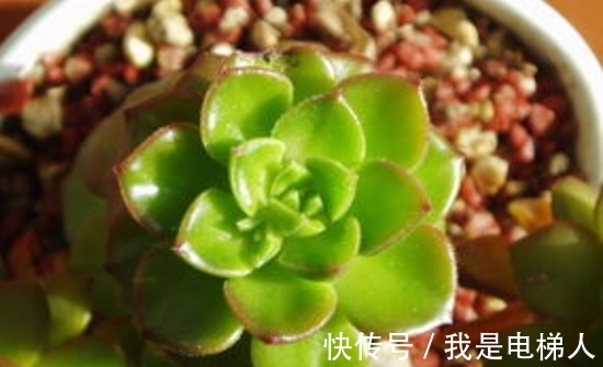 爱养花，先从这4个方面出发，防范盆栽日常患上病虫害吧