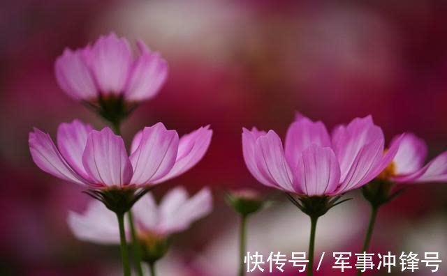 桃花|喜鹊报喜，收获友谊，桃花朵朵，事业有成，迎接美好生活