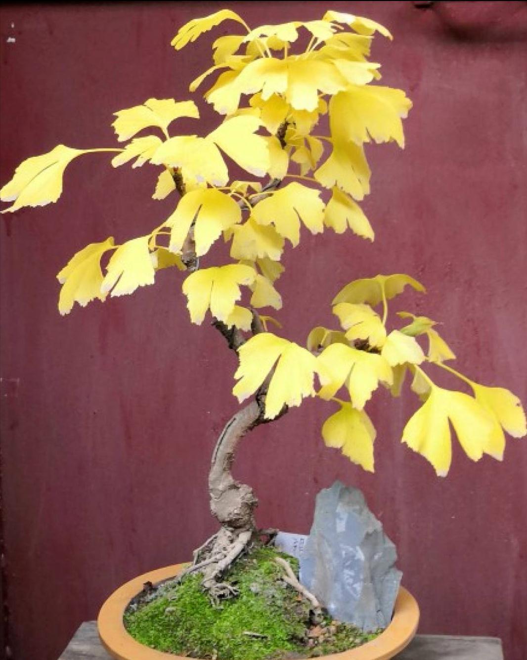 家里种“好树”,子孙一直富,6种“吉利树”,养得越久越吉利