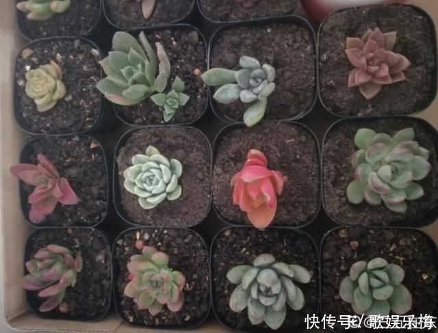 浇水|新买的多肉,旱它10天不浇水,反而长得特别胖