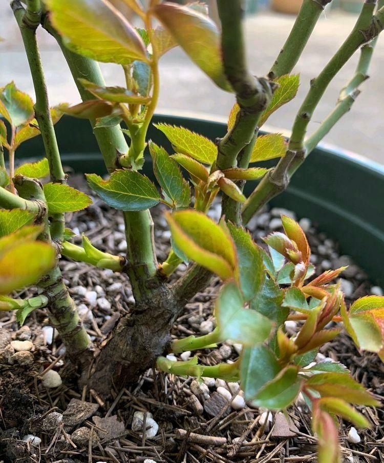 月季花枝条长出来的新芽越多越好要学会抹芽,舍得才会花满枝