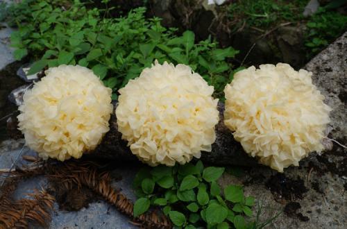 银耳|银耳与此物天生一对,一口下去满满的胶原蛋白,尤其女性不可错过